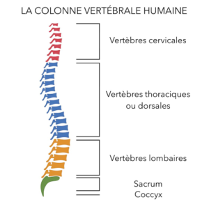 Schéma de la colonne vertébrale humaine